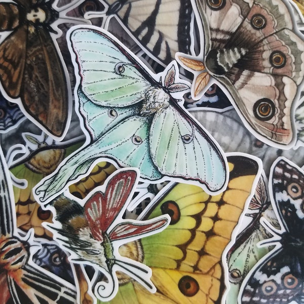 PRICE DROP Moth & Butterfly Stickers - Luna  Emperor  Atlas  Tiger  Clearwing Deaths head Comet Buckeye Swallowtail - Parnassian - Arches