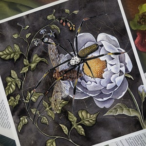 Spinner Original Watercolor Painting - Orb Weaver and Cicada - Art - Spider