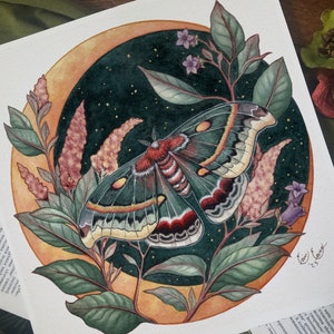 Cecropia Moth - Watercolor Fine Art Print - Spiritual - Goblin Core - Witchy - Floral - Lunar - Moon
