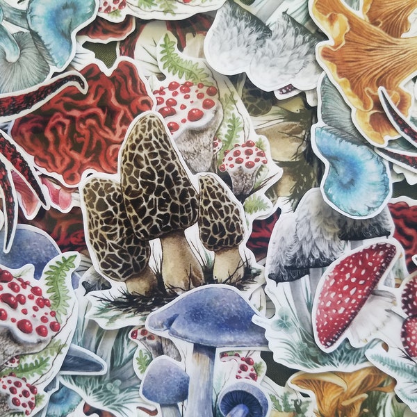 Mushroom Stickers - Amanita - Chantrelle - Stinkhorn - Morel - Milkcap - Webcap - Oyster - Bleeding Tooth - Russula - Bolete - Waxcap