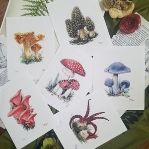 May include: Set of 8 watercolor illustrations of different types of mushrooms. The illustrations are on white paper with a black border. The mushrooms are depicted in various colors, including red, yellow, blue, and brown.