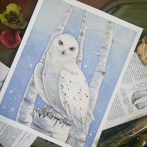 Snowy Owl and Birch Trees - Watercolor Owl Fine Art Print - Spirit Animal - Winter