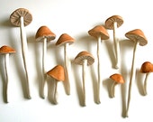 Edible Wild Sugar Mushrooms of the genus Psilocybe Cubensis 50 assorted -As Seen in Urban Outfitters-