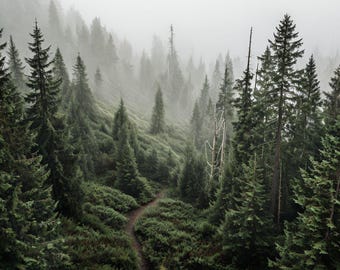Misty Evergreen Forest Path Printable Wall Art | Nature-Inspired Landscape | Tranquil Woodland Decor
