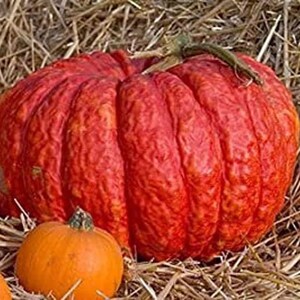 May include: A large, textured red pumpkin with a green stem sits among smaller orange pumpkins and straw. The main pumpkin has deep ridges and a rough surface. The scene evokes a fall harvest theme.