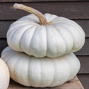 May include: Two white pumpkins stacked on top of each other. The top pumpkin has a brown stem.