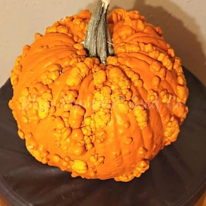 May include: A bright orange pumpkin with a bumpy, warty texture. The pumpkin has a thick stem and is a unique and interesting shape.