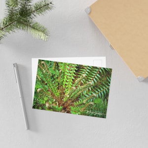 Cartes postales sereines d'art nature, papeterie botanique, impressions d'art fougères, cartes-cadeaux pour les amoureux de la nature, décoration d'intérieur respectueuse de l'environnement