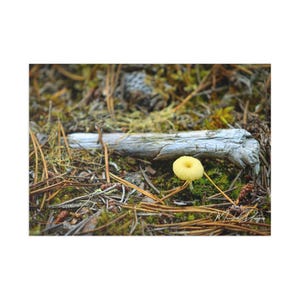 Cartes postales nature champignons, cartes botaniques aiguille de pin, ensemble de papeterie illustration forêt, notes de voeux forêt, impressions d'art respectueuses de l'environnement