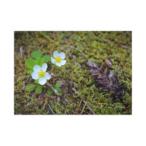 Naturinspirierte Kunst Postkarten für Naturliebhaber, Blumenkarten, Botanische Kunst, Grußkarten, Geschenk oder Dekoration