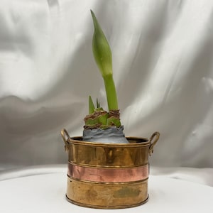 May include: A brass and copper planter with a growing plant. The cylindrical planter has a brass base and top with a copper band in the middle. The plant has a green stem and a large, pointed green bud.