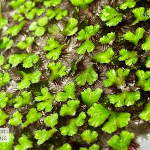 May include: Close-up of a dense patch of green aquatic moss, with a dark brown background. The moss is commonly used in aquariums and terrariums.