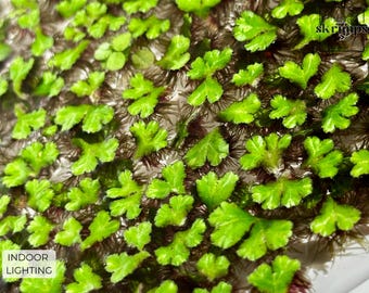 RARE! | Purple Fringed Riccia 30+ Plants | Pond Plants | Floating Plants | Beginner Plants | Live Aquarium | Aquatics - Live Floating Plants