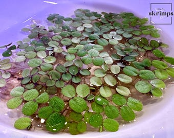 Salvinia Minima | Water Spangles | Pond Plants | Floating Plants | Beginner Plants | Live Aquarium | Aquatic Plants | Live Floating Plants