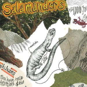 Salamanders: Salamander collage, print