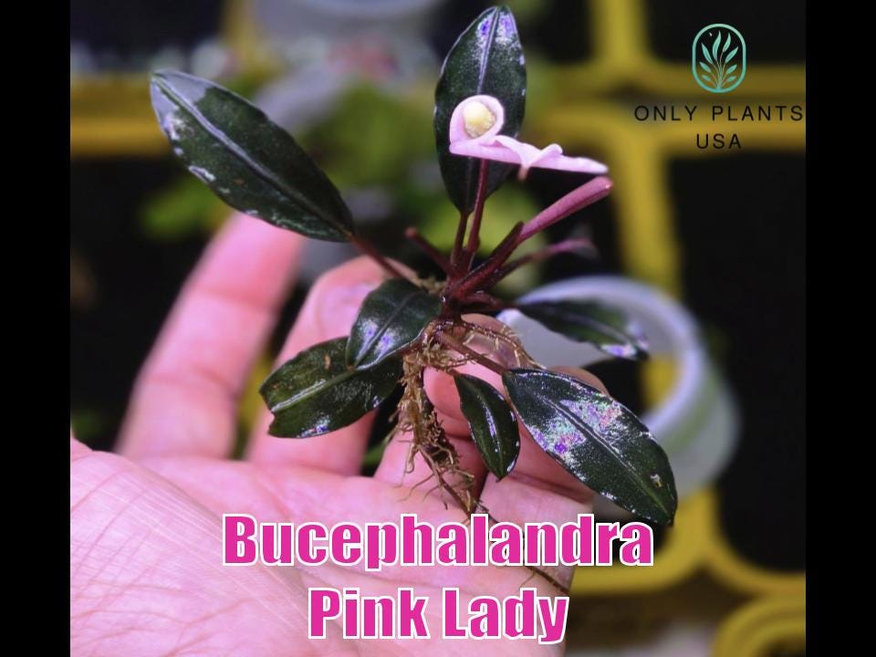 Bucephalandra Pink Lady From Only Plants USA Live Aquatic Plant