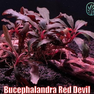 May include: Bucephalandra Red Devil aquatic plant with red stems and leaves. The plant is attached to a piece of driftwood. The image includes the Only Plants USA logo in the upper right corner.