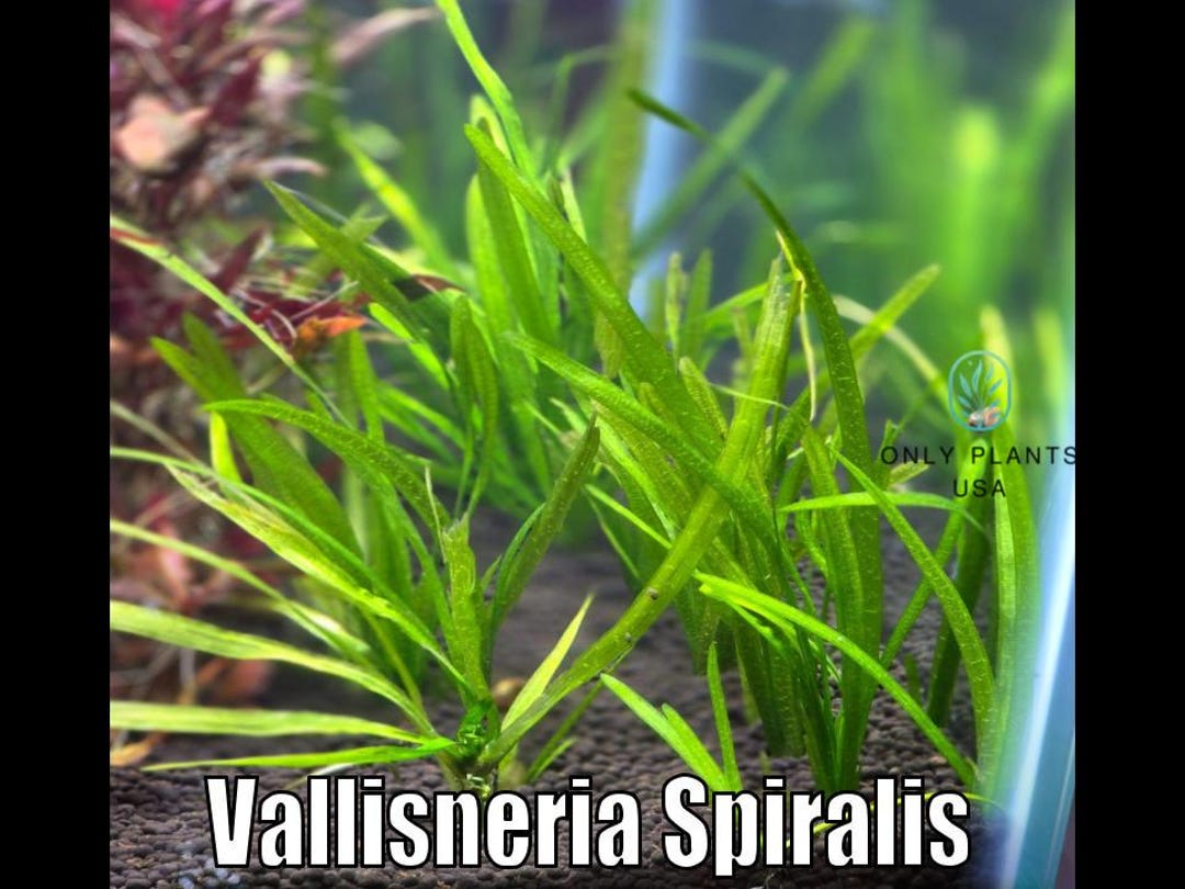 Image showcasing Vallisneria Spiralis From Only Plants USA Aquarium Plants Live Aquatic ...
