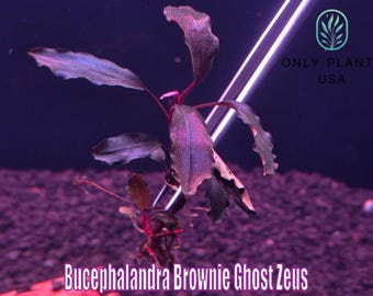 Bucephalandra Brownie Ghost 2015 From Only Plants USA Aquarium Bucephalandra Brownie Ghost 2015 From Only Plants USA Aquarium