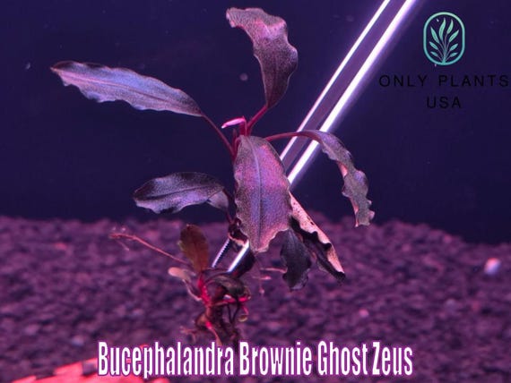 Bucephalandra Brownie Ghost Zeus From Only Plants USA Live Aquatic