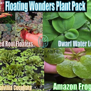 Floating Wonders Plant Pack from Only Plants live water lettuce floating plant aquatic water lettuce plant natural pond filter aquascape