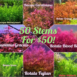 50 stems Plant Pack from Only Plants USA live aquatic plant freshwater fish tank natural algae control fish habitat shrimp aquarium healthy