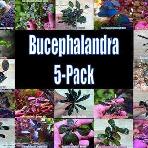 Bucephalandra 5-Pack Plant Pack live aquatic plant freshwater fish tank natural algae control fish habitat shrimp aquarium aquascape ecosyst