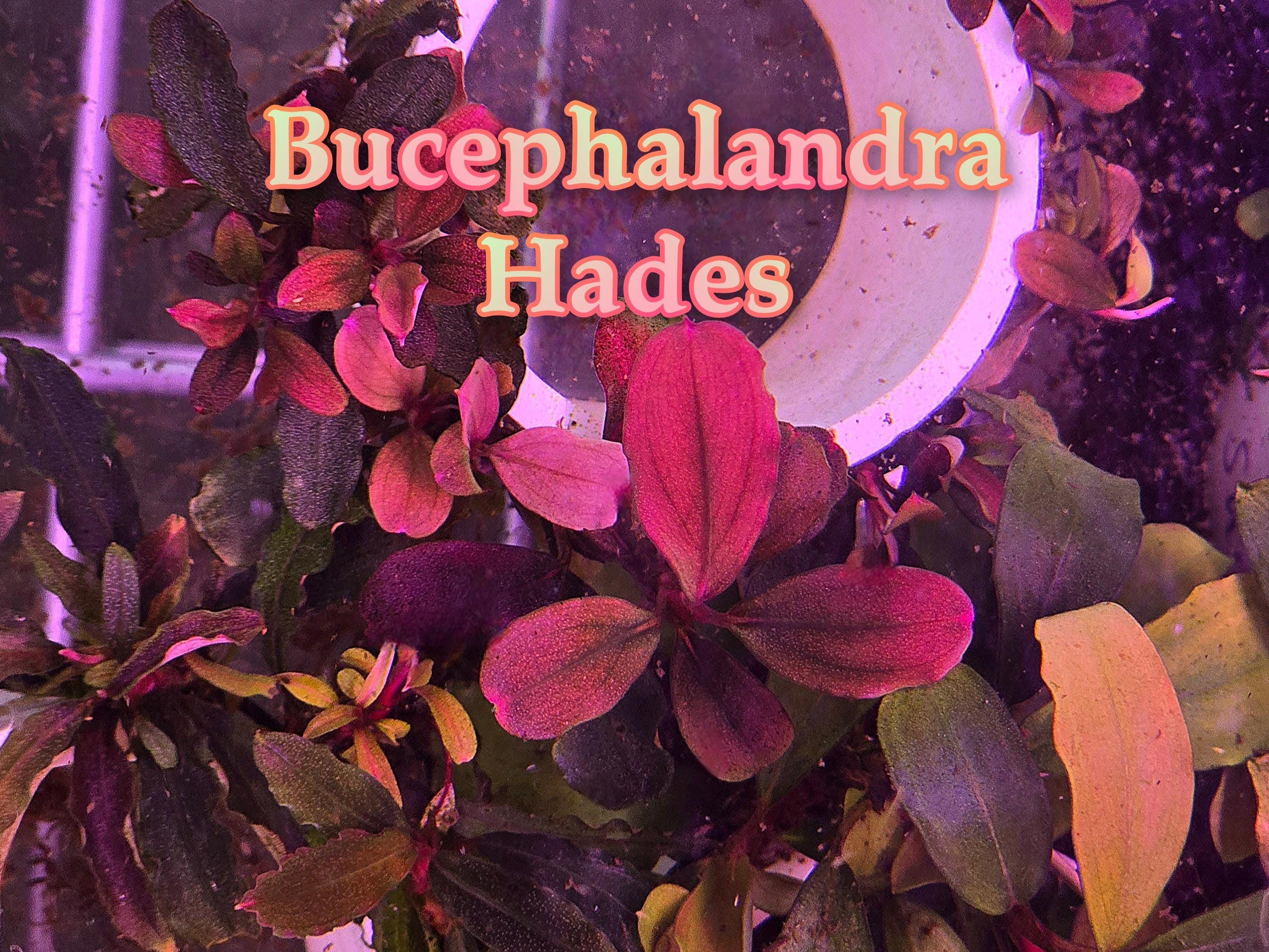 Bucephalandra Hades - Live Aquatic Plants - Only Plants USA - Etsy