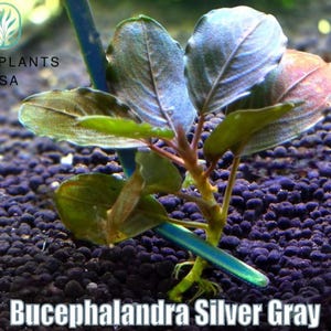 May include: A close-up of a Bucephalandra Silver Gray aquatic plant. The plant has green and silver-gray leaves with a reddish hue. The text "Bucephalandra Silver Gray" is displayed at the bottom of the image. The background is a dark, textured surface.