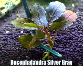 Bucephalandra Midnight Blue - Live Aquatic Plants - Only Plants