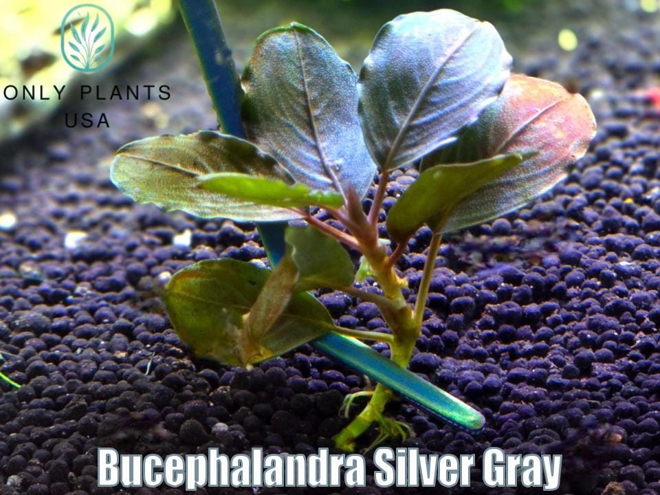 水草 Bucephalandra sp.Silver Gray Bucephalandra Silver Gray Live Aquatic Plants by Only Plants USA