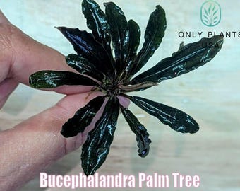 Bucephalandra Palm Tree from Only Plants USA  live aquatic plant freshwater fish tank natural algae control fish habitat shrimp aquarium aqu