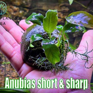 Anubias Short and Sharp from Only Plants USA live aquatic plant freshwater fish tank natural algae control fish habitat shrimp aquarium aqua