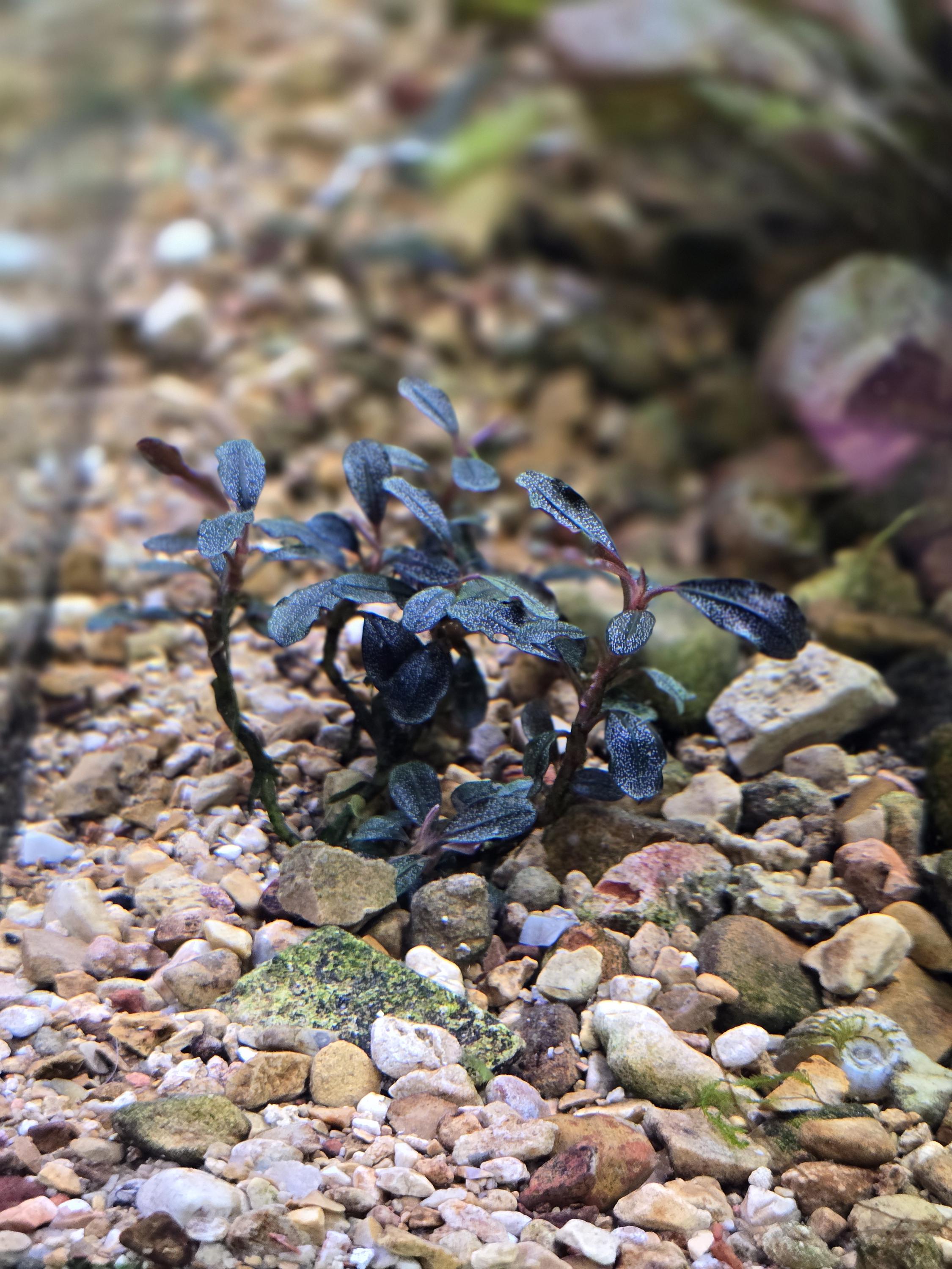 Bucephalandra Brownie Ghost 2015 From Only Plants USA Aquarium