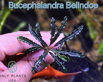 Bucephalandra Hades - Live Aquatic Plants - Only Plants USA - Etsy