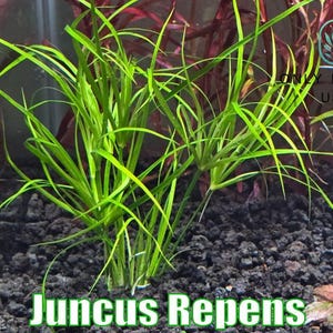 Juncus Repens by Only Plants USA live aquatic plant aquarium grass planted tank submerged plant aquascape foreground grass midground natural