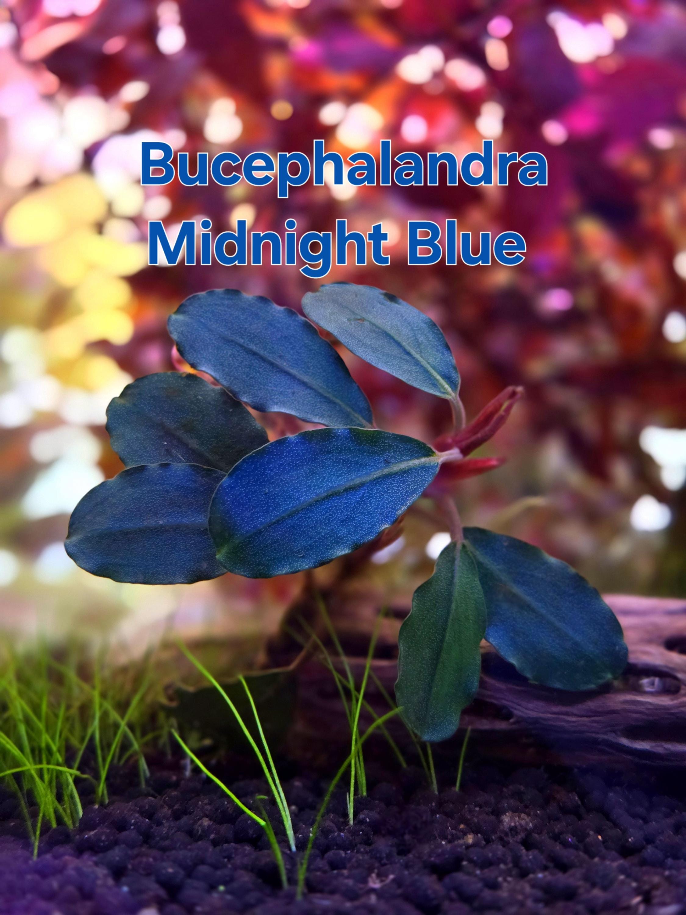 水草 Buce sp.\