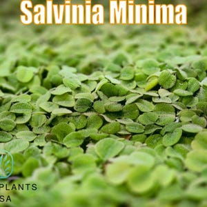 May include: Close-up of a dense cluster of small, bright green aquatic plants, likely Salvinia Minima. The leaves are oval-shaped and densely packed, creating a textured surface. The text "Salvinia Minima" is displayed at the top, with the logo of "ONLY PLANTS USA" at the bottom.