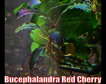 Bucephalandra Midnight Blue - Live Aquatic Plants - Only Plants