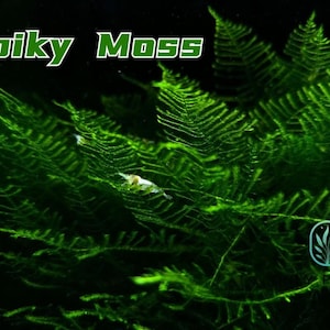 Taxiphyllum Spiky Moss from Only Plants USA live aquatic plant freshwater fish tank natural algae control fish habitat shrimp aquarium aquas
