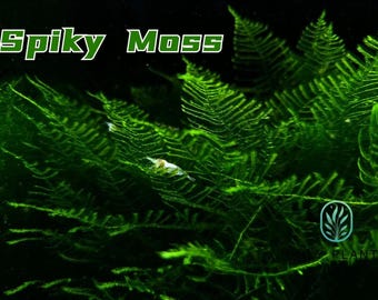 Taxiphyllum Spiky Moss from Only Plants USA live aquatic plant freshwater fish tank natural algae control fish habitat shrimp aquarium aquas