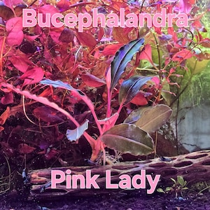 May include: An underwater aquarium scene featuring Bucephalandra Pink Lady plants. The plants have vibrant pink stems and leaves, with some leaves displaying a blue-green hue. The text "Bucephalandra" and "Pink Lady" are displayed in pink.