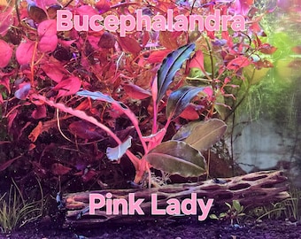 Bucephalandra Pink Lady from Only Plants USA live aquatic plant freshwater fish tank natural algae control fish habitat shrimp aquarium deco