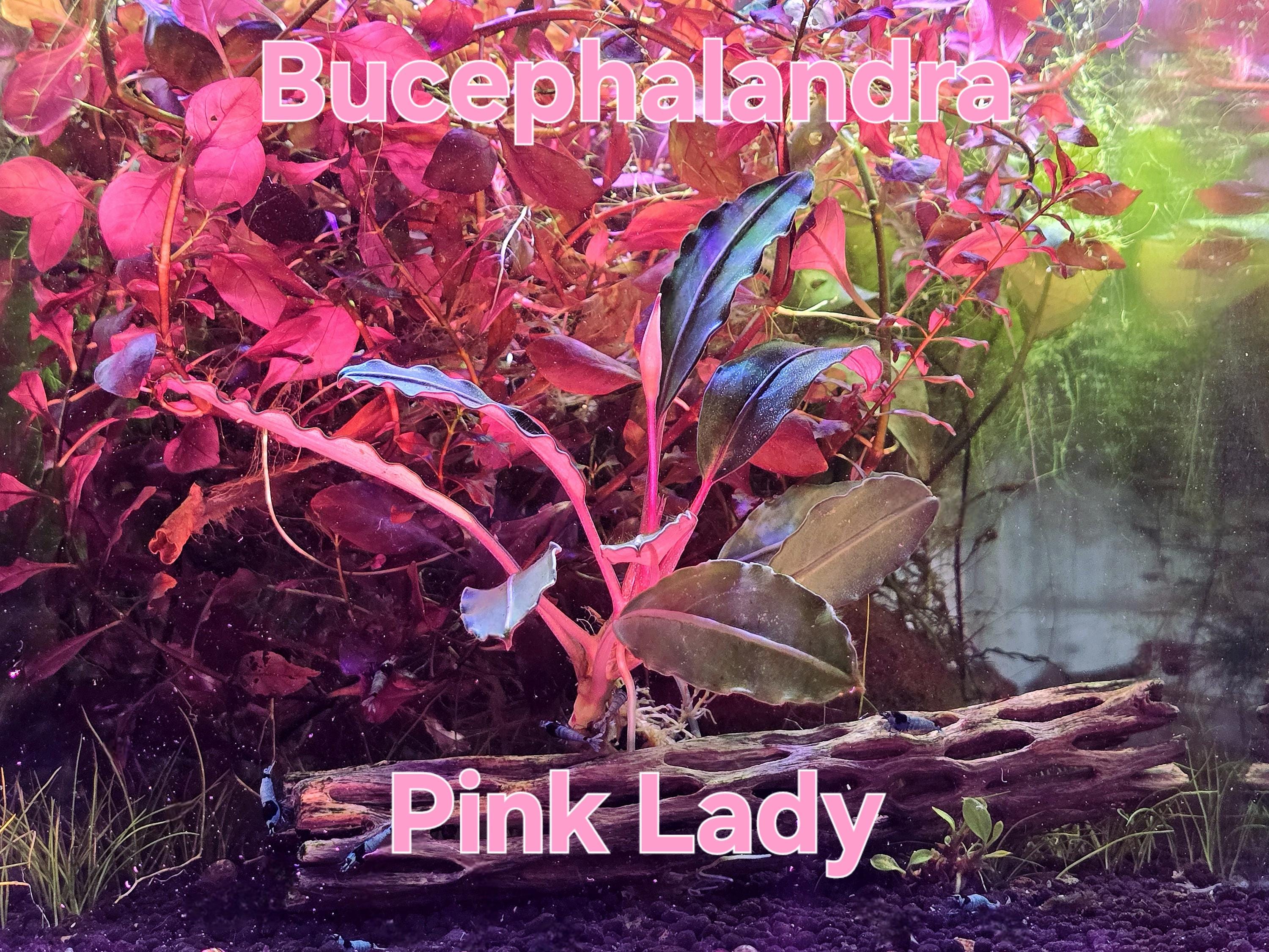 Bucephalandra Pink Lady From Only Plants USA Live Aquatic Plant