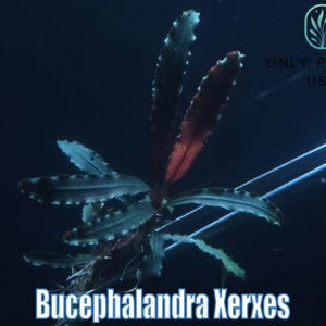 Bucephalandra Black - Etsy