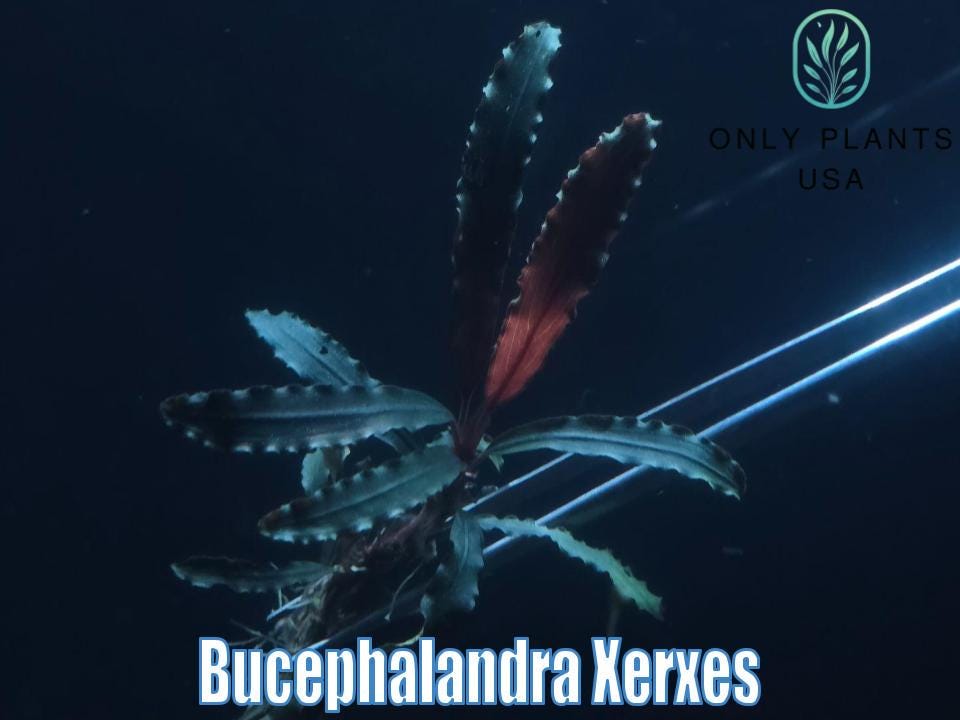 Bucephalandra Black - Etsy