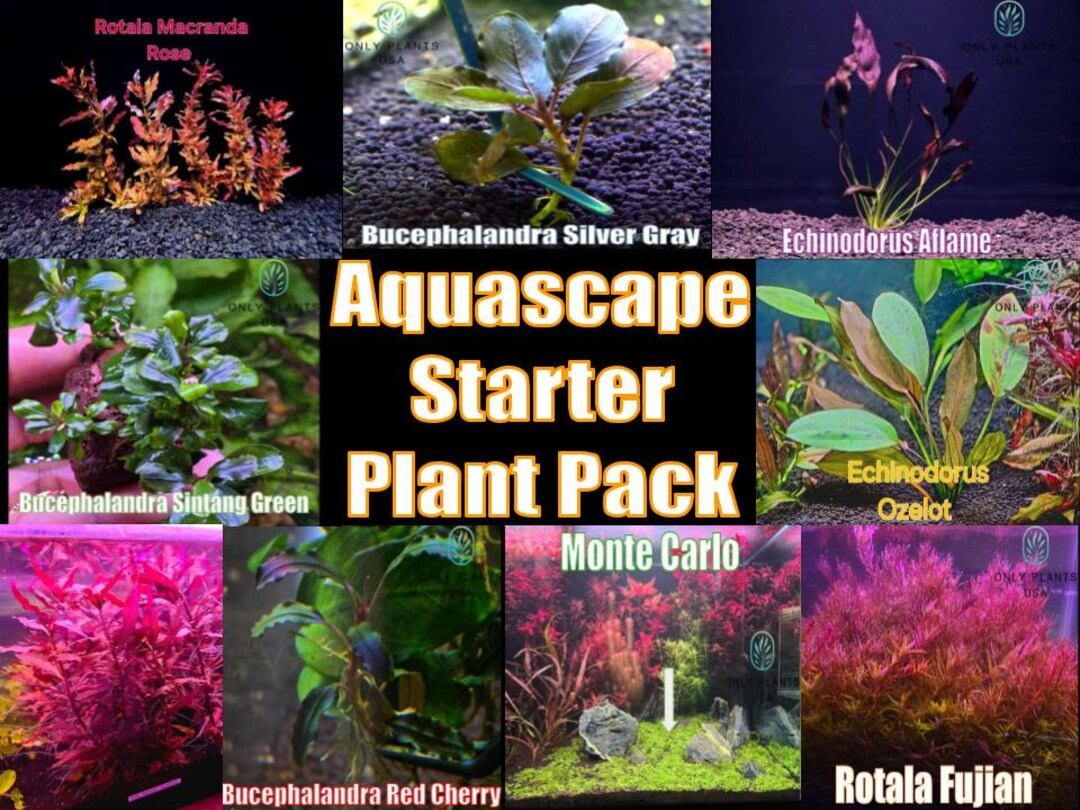Image showcasing Aquascape Starter Plant Pack Live Aquatic Plant Freshwater Fish Tank ...