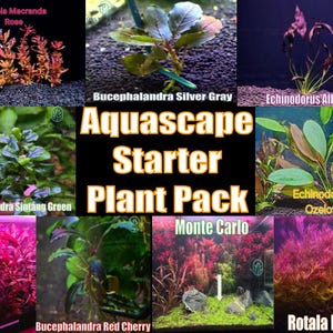 Aquascape Starter Plant Pack live aquatic plant freshwater fish tank natural algae control fish habitat shrimp aquarium aquascape ecosystem