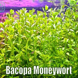 Bacopa Monnieri Bacopa Moneywort from Only Plants USA live aquatic plant freshwater fish tank natural algae control fish habitat shrimp