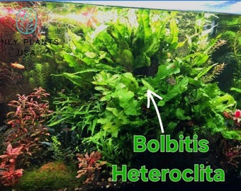 Bolbitis Heteroclita from Only Plants USA  live aquatic plant freshwater fish tank natural algae control fish habitat shrimp aquarium fern